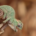 Chameleon Macro