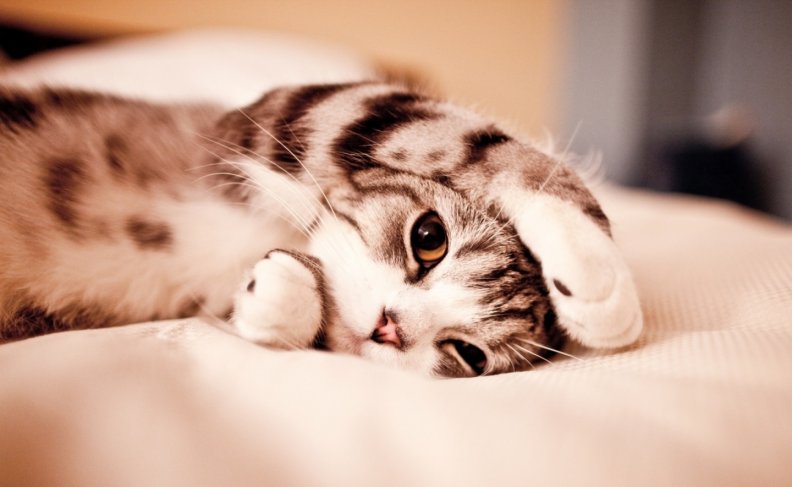 Funny Lazy Cat | Download HD Wallpapers and Free Images
