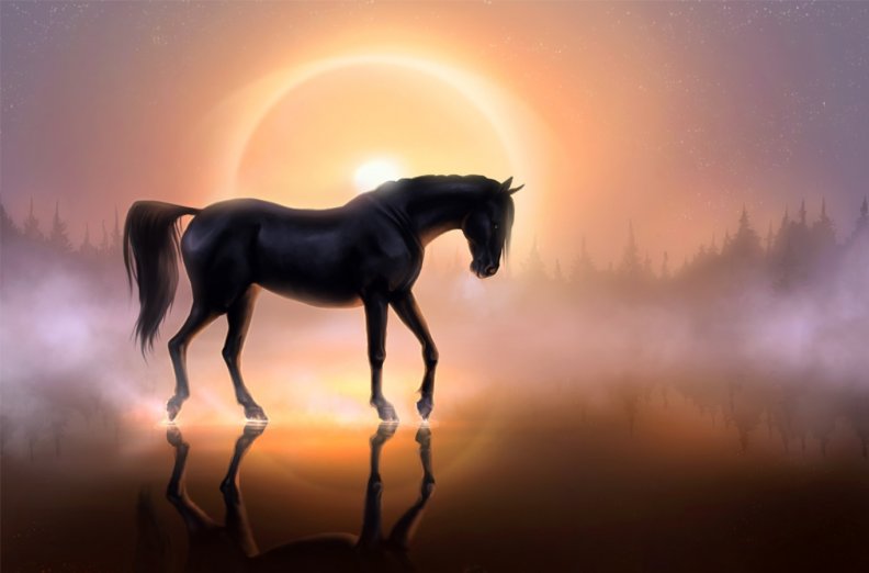 magnificent_black_horse.jpg