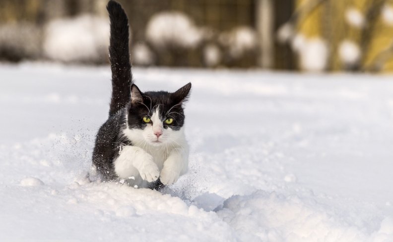 snow-cats.jpg