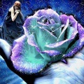 ★The Magical Rose★