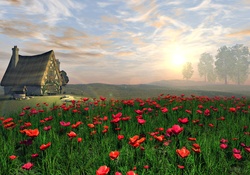 Cottage and Poppy Field