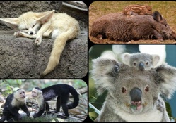 SOME MORE CUTE ANIMALS