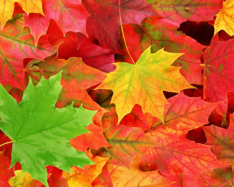 autumn_leaf.jpg