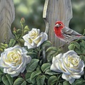 House finch and roses doormat