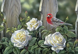 House finch and roses doormat