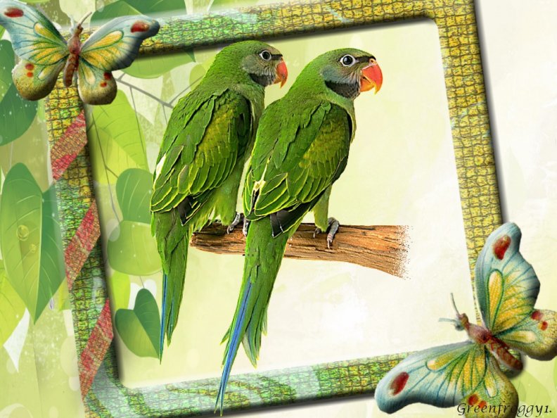 framed_parrots.jpg