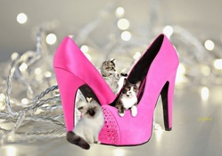 Miniature Cats and Heels