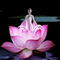  Lotus Fairy Fantasy