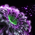 Beautiful Abstract Flower