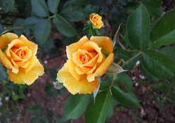 Yellow Roses Colllage