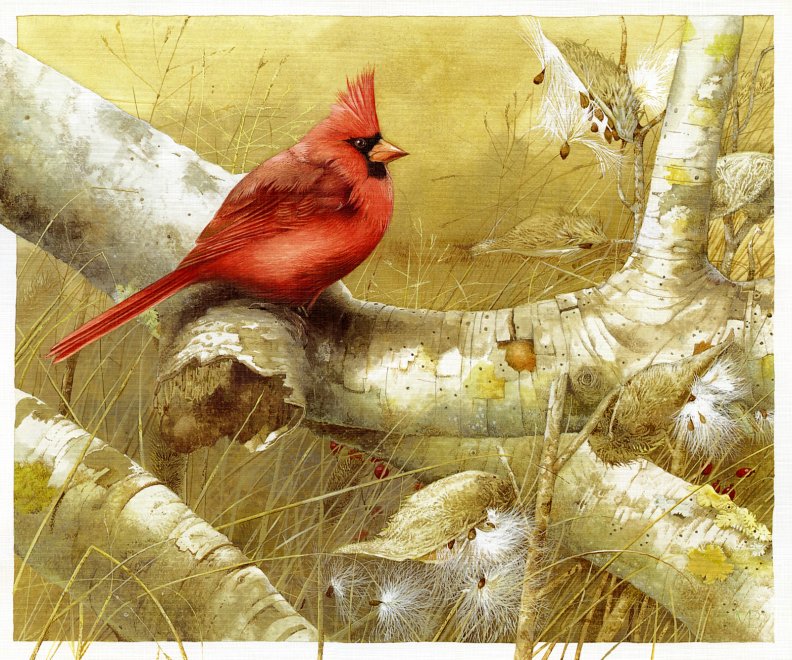 red_cardinal.jpg