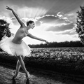 The Dancing Swan