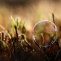 bubble_on_grass.jpg