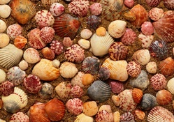 sand shells