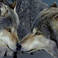 Wolves ~ For Lisa