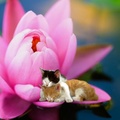 Lotus Fairy Kittens