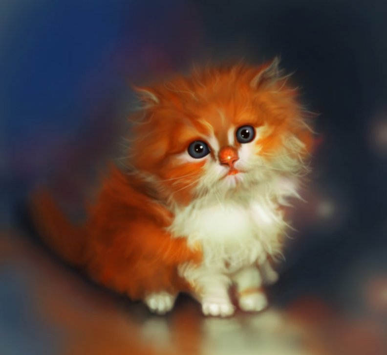 fluffy_red_kitten.jpg