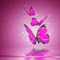 Sparkle Flutter Pink