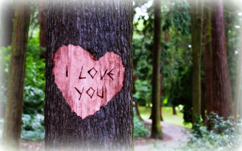 i_love_you_carved_in_a_tree.jpg