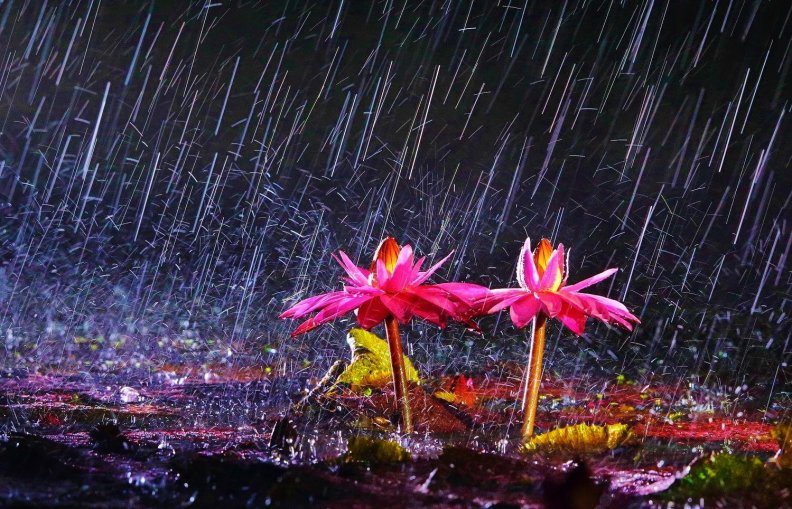 rainy_flowers.jpg