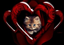 Rose Hearts &amp; Kitten