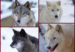 wolf collage