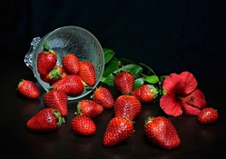 Strawberries and a Single Flower