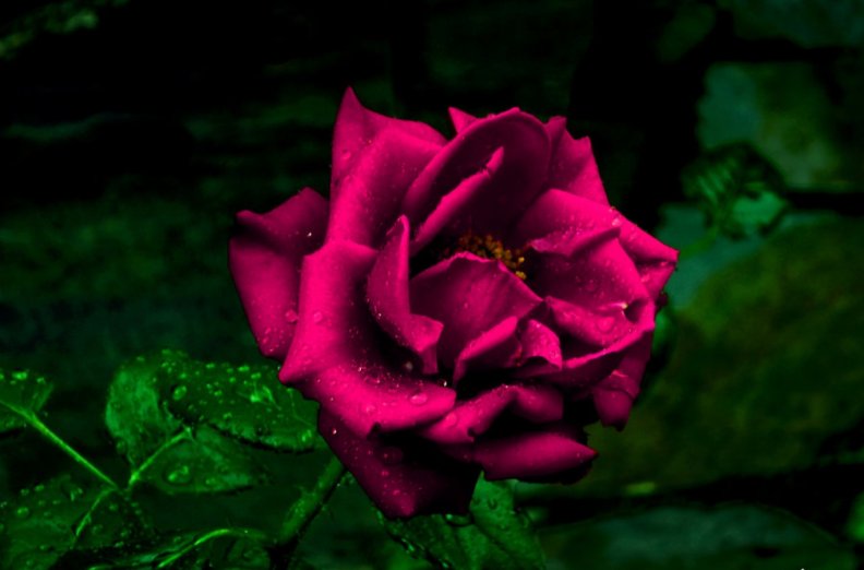 dewdrops_on_a_purple_rose.jpg