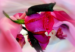 Lovely pink rose
