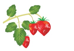 Delicate strawberrys