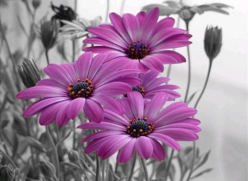 lilac_daisies.jpg