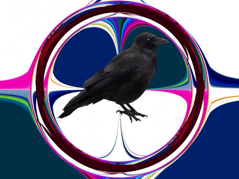Black crow on a coloured background 2014