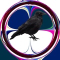 Black crow on a coloured background 2014