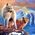 Artic Wolves