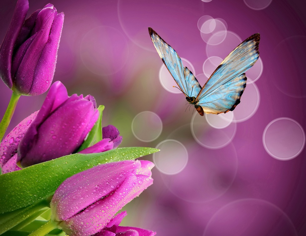 Flowers and butterfly