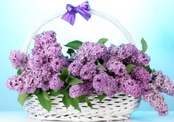 Lilacs for Purple_Haze!