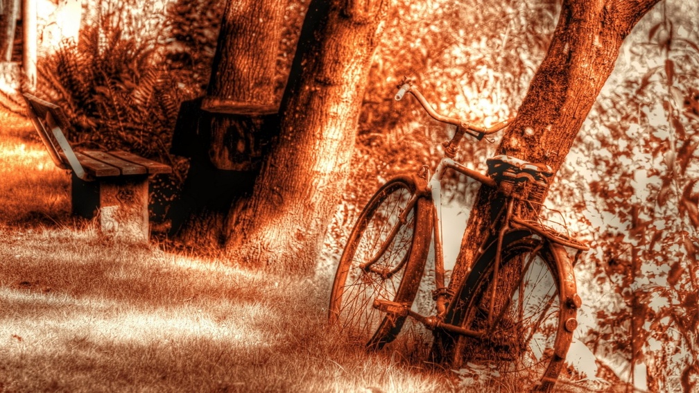 rusted bicycle leaning on a tree hdr