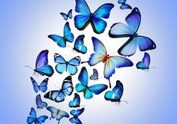 Butterflies in blue