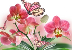 Blooms and wings in pink