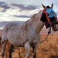 Native American Horse Mask