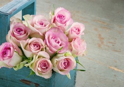 Pink Roses ♥