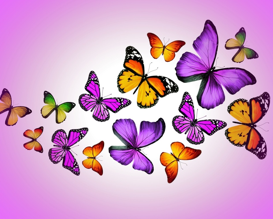 Butterflies in purple