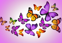 Butterflies in purple