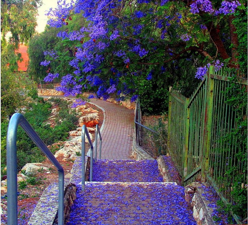 Lilacs Path