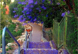 Lilacs Path