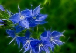 BLUE FRACTAL FLOWERS