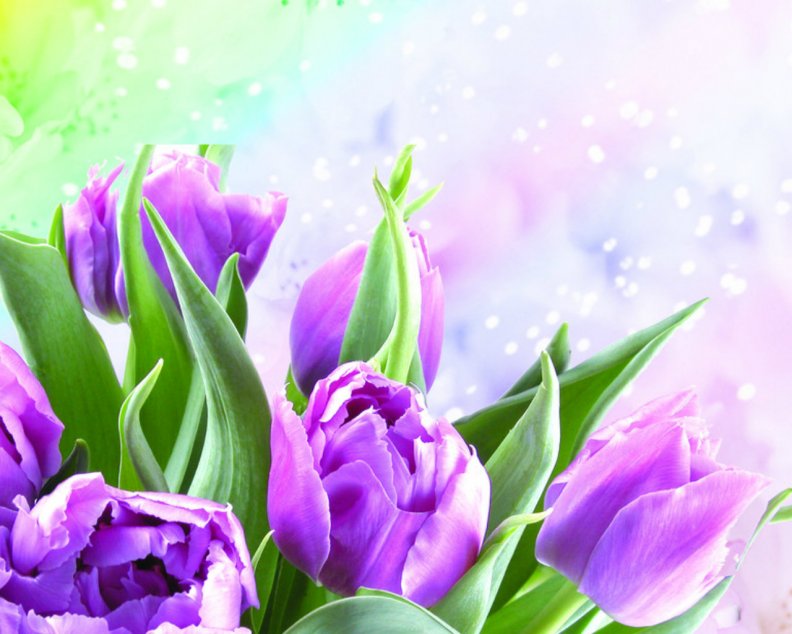 purple_tulips.jpg