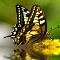 Awesome Butterfly