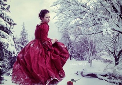 A red rose in the snow
